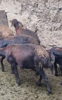 گوسفند افشاری