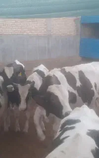 ۱۷ عدد گوساله نر