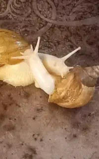 حلزون