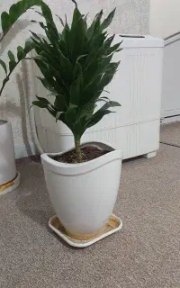 گل وگیاه آپارتمانی