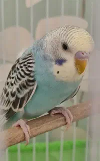 یک عدد مرغ عشق