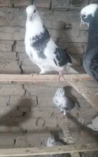 سلام به همه عشق باز ها چند کبوتر  برای فروش