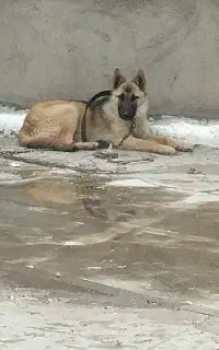 سگ .نژاد. .ژرمن شپرد