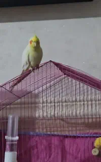 عروس هلندی اهلی گم شده