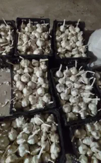 سیر