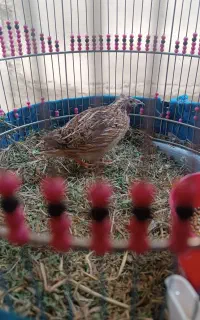 بلدرچین