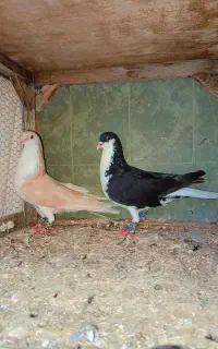 کبوتر ساده پرشی