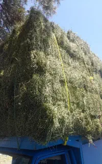 بیده ،یونجه،پرس