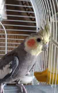 عروس هلندی