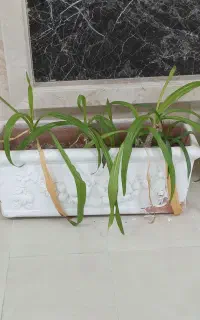 گلدان سفالی