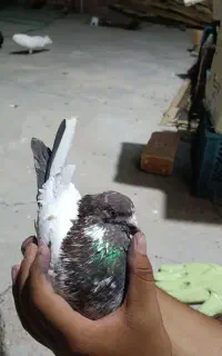 کبوتر