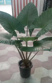 گل بابا. آدم تنه قرمز