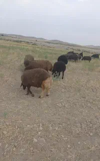بره نر سبک