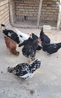 گلین اصیل خروس و مرغ و نیمچه