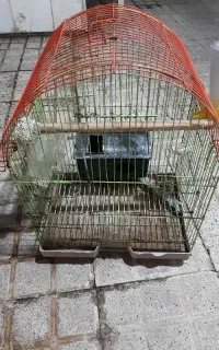 قفس پرنده