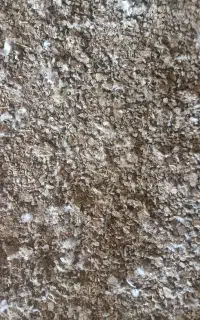 کود کبوتر