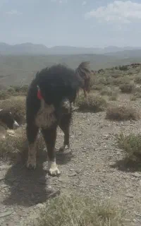 سه تا سگ قدرجونی گله ای