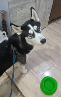 سگ هاسکی