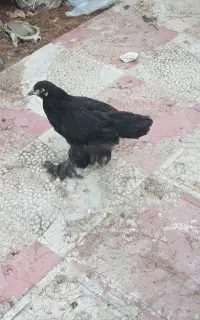 جوجه برهما