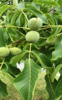 اجاره باغ گردو سر درختی وتکاندن نصف ای