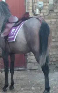 اسب دو سر نیلی عرب مدارک دار