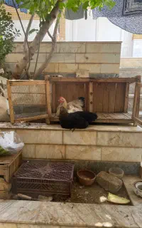 مرغ و خروس و کجه