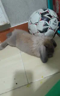 خرگوش لوپ بقلی