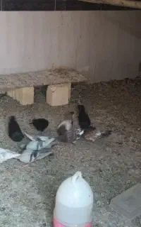 فروش کبوترزاغ ابادانی وکله ایی وبحرینی