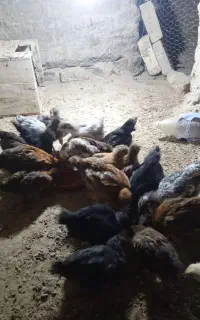 جوجه 50روزه سرحال