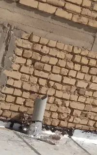 کفتر گمشده