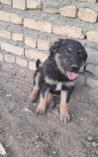 توله سگ ماده