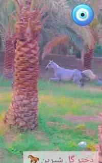 اسب مادیان