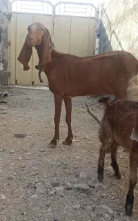 بز اعدانی