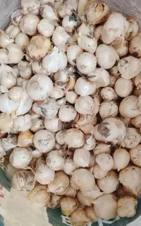 موسیر