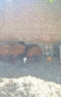 بره