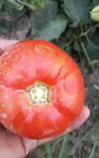 گورجه ربی