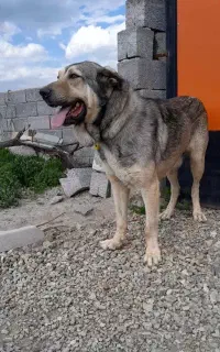 سگ عراقی