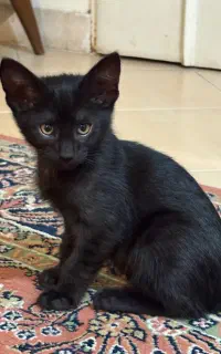 واگذاری بچه گربه