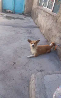 ماده