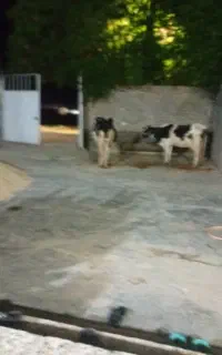 گاو گوساله
