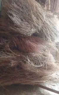 چنددسته‌جارومحلی