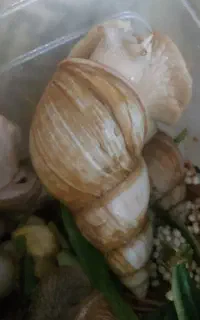 حلزون مولد و کلاژن ساز