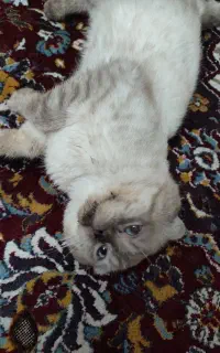 گربه واگذاری