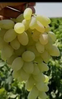 انگور عسکری