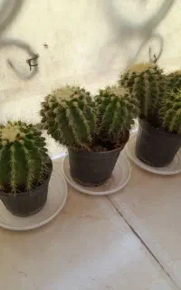 کاکتوس