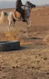 اسب نر