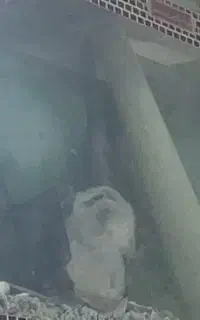 اکواریوم