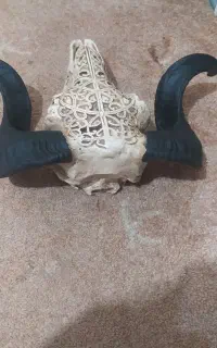 سر قوچ دکور نو