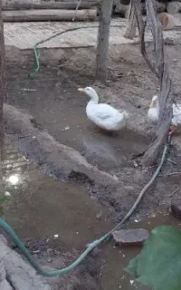 اردک تخم گذار