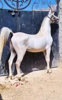 اسب سواری سفید خوشگل